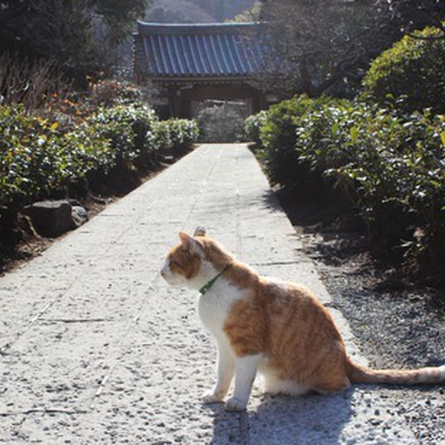 浄妙寺のモモちゃん