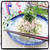 胡麻油香る♬塩ぶっかけそうめん‼︎