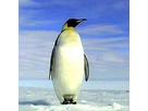 Pinguinさん