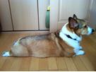 こたつみかんさん