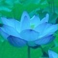 Blue Lotusさん
