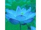Blue Lotusさん
