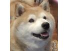 まろにー。さん