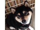 Sachiさん
