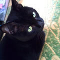 黒猫さん