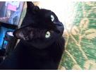 黒猫さん