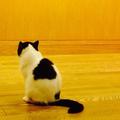 ななえさん