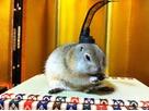 ちゃちゃ丸さん