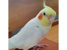 nonさん