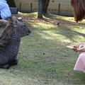 よもぎもちさん