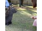 よもぎもちさん