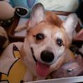 さくらんぼさん