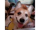 さくらんぼさん