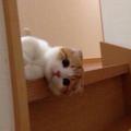 あづぽんさん
