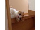 あづぽんさん