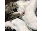 あやとさん