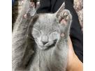 abyssさん