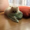 よしさん