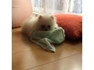 よしさん