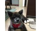 早川美樹子さん