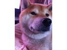 ごろりんこさん