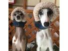 shufonさん