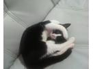 こた猫さん