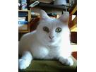 猫手さん