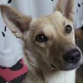 POCHIさん