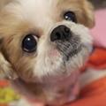 こもんさん