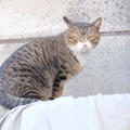 ねこさん