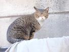 ねこさん