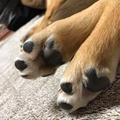 しーずさん