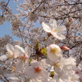 空野　桜さん
