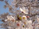 空野　桜さん
