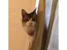 おむすびさん
