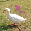 があがああひるさん