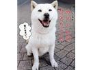 はんぞうさん
