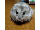 てるてるさん