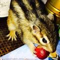 ヒッキーさん