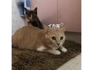 もぴさん