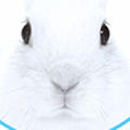 うさぎさん