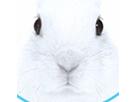 うさぎさん