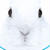 うさぎさん