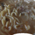 麻婆豆腐ラーメン