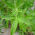 Lemon Verbena tea