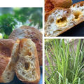 パン作りはチーズと胡桃を加えて加水85%のクッペ～庭のレモングラス by pentaさん