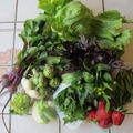 知野ファームの野菜たっぷりの献立　　4・2・2012