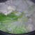 鶏肉の水炊き