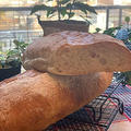 レシピを少し見直して太目のソフトフランスパン～今日は公民館レッスンです!!